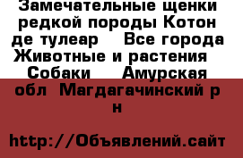 Замечательные щенки редкой породы Котон де тулеар  - Все города Животные и растения » Собаки   . Амурская обл.,Магдагачинский р-н